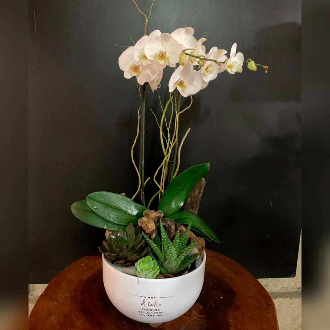 Plantas de orquídea con flores finas