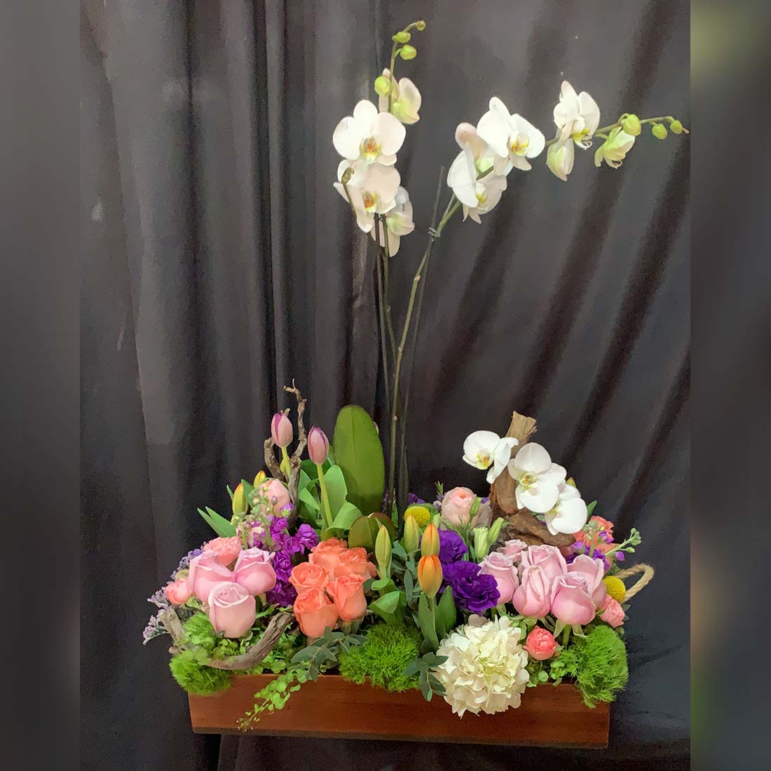 Plantas de orquídea con flores finas