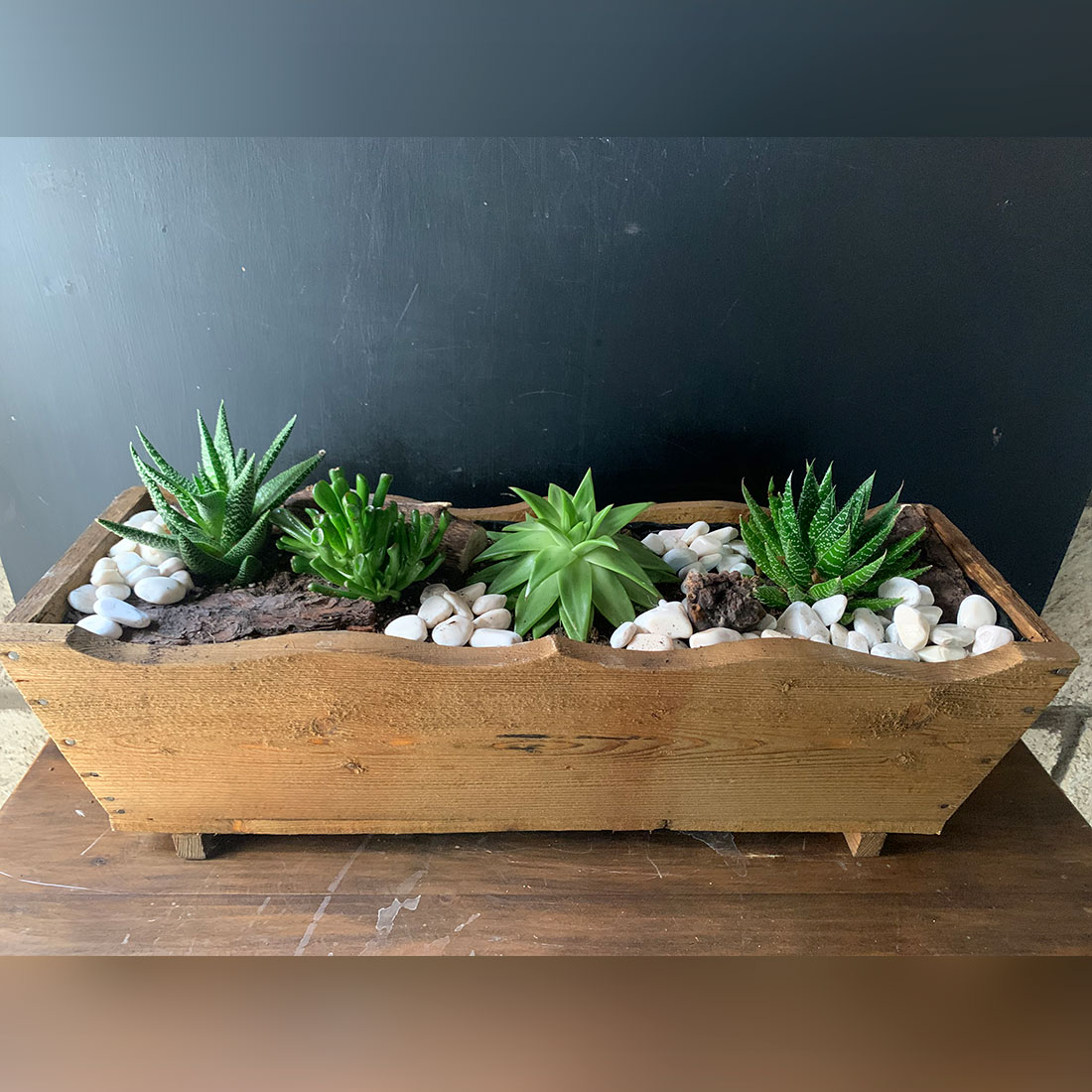 Suculentas y plantas