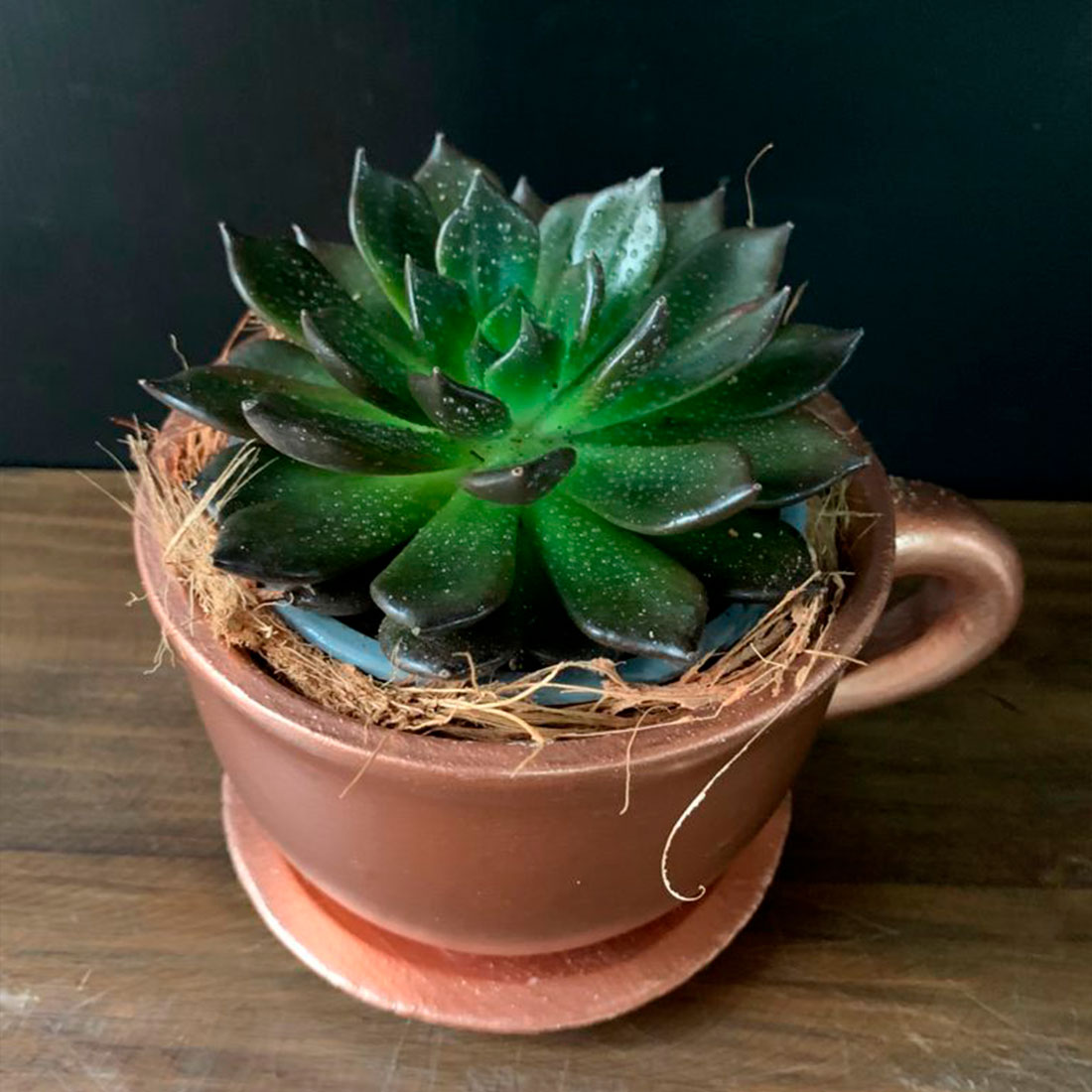 Suculentas y plantas